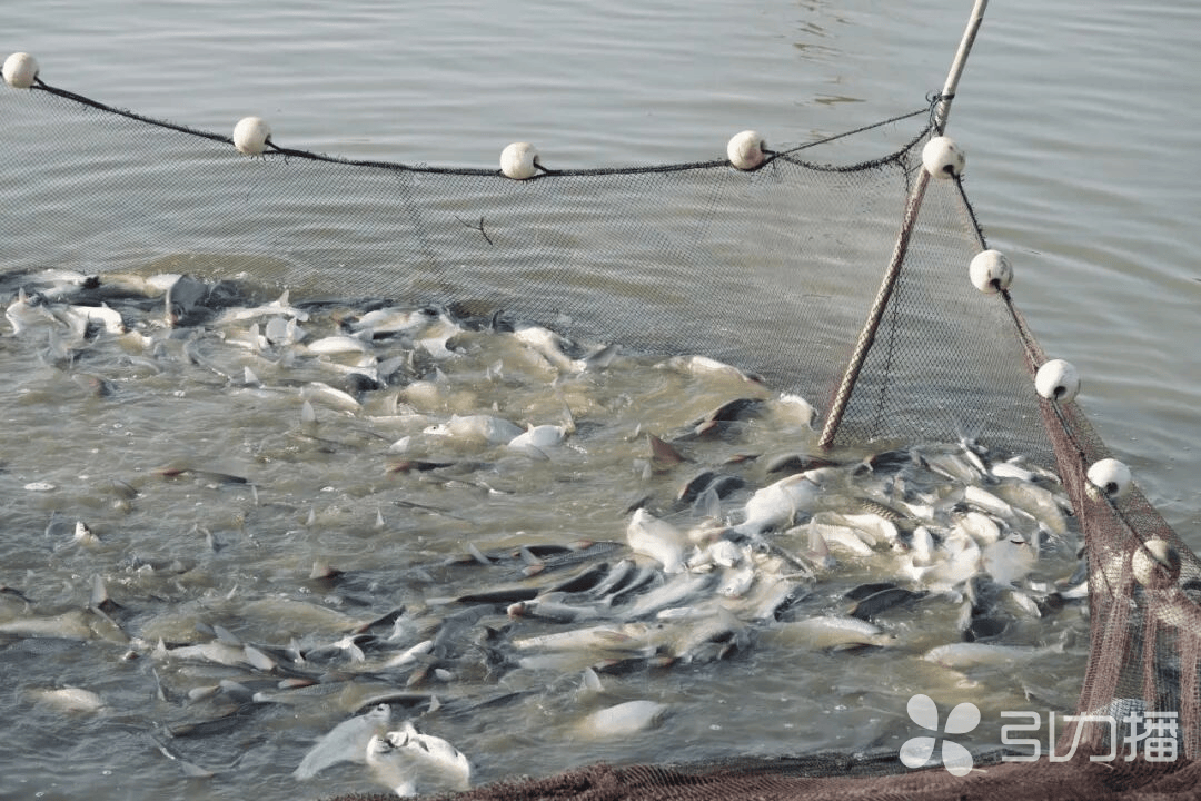 走苏通大桥的请注意了(图2)